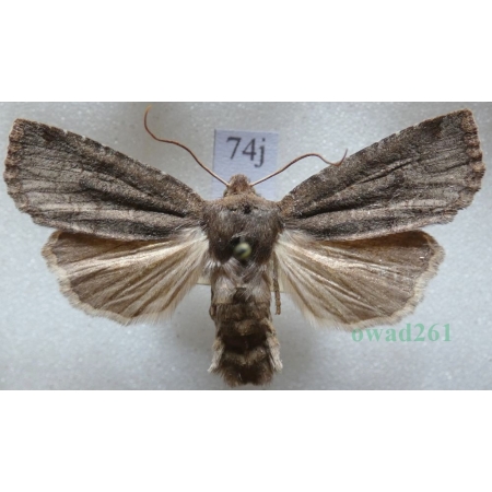 Conistra ligula (Esper, 1791) Porożnica Czech74j